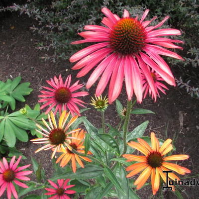 Echinacea purpurea 'Hot Summer' - Echinacea purpurea 'Hot Summer'