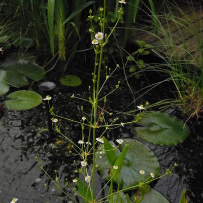 Alisma plantago-aquatica - Gewöhnlicher Froschlöffel - Alisma plantago-aquatica