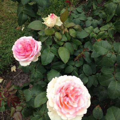 Rosa 'Souvenir de Baden-Baden'  - 