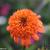 Echinacea purpurea 'SECRET Lust'