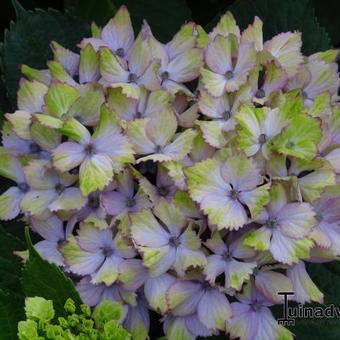 Hydrangea macrophylla 'Fantasia'