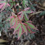 Acer palmatum 'Marlo' - 