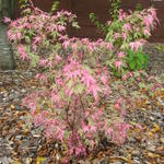 Acer palmatum 'Taylor' - 