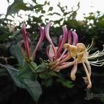 Lonicera caprifolium - Lonicera caprifolium - Gartengeißblatt