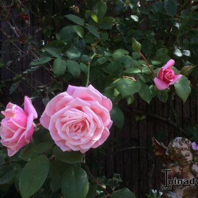 Rosa 'Blossomtime' - 