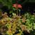 Pelargonium x hortorum 'Vancouver Centennial' (stellar type)