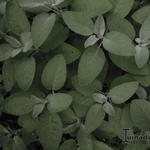 Salvia officinalis 'Maxima' - 