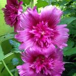 Alcea rosea  'SPRING CELEBRITIES Purple' - 
