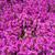 Thymus praecox 'Red Carpet'