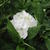 Hydrangea macrophylla 'Immaculata'