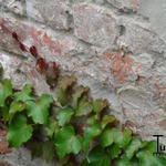 Parthenocissus tricuspidata 'Veitch Boskoop' - Parthenocissus tricuspidata 'Veitch Boskoop'