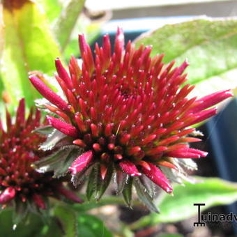 Echinacea '4th of July'