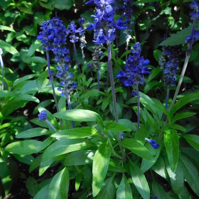 Salvia farinacea - 
