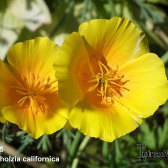 Eschscholzia californica