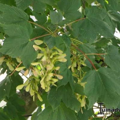 Acer pseudoplatanus - Berg-Ahorn - Acer pseudoplatanus