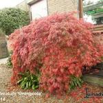 Acer palmatum 'Orangeola' - 