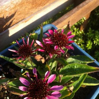 Echinacea '4th of July' - 