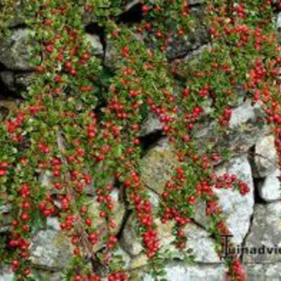 Cotoneaster procumbens 'Queen of Carpets' - 