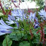 Agapanthus (Funnel group) - 