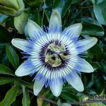 Blaue Passionsblume - Passiflora caerulea