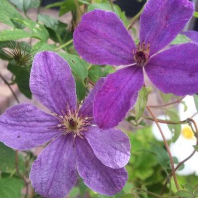 Clematis 'SoMany Lavender Flowers' - 
