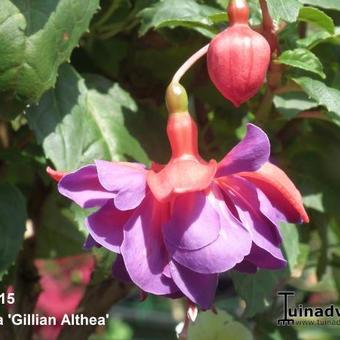 Fuchsia 'Gillian Althea'