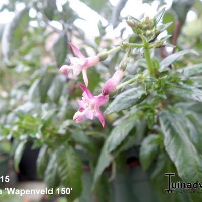 Fuchsia 'Wapenveld 150' - 