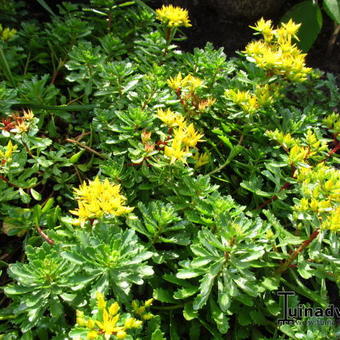 Sedum floriferum 'Weihenstepaner Gold'