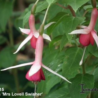 Fuchsia 'Mrs Lovell Swisher'