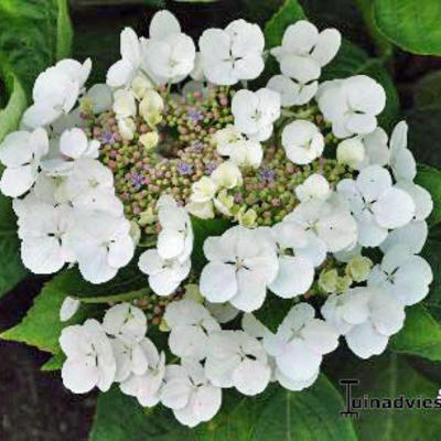 Hydrangea macrophylla 'Benxi' - 