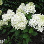 Hydrangea paniculata 'Levana' - 