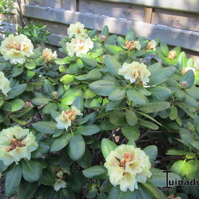 Rhododendron 'Goldbukett' - 