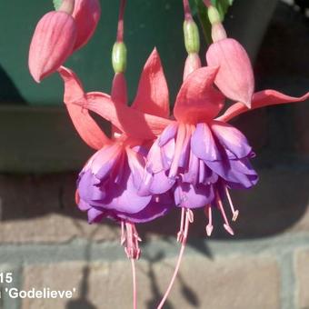 Fuchsia 'Godelieve'