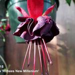 Fuchsia 'Rohees New Millenium' - 