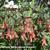 Fuchsia triphylla 'Gartenmeister Bonstedt'