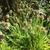 Allium senescens  subsp. montanum