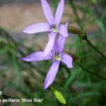 Isotoma axillaris 'Blue Star' - 