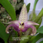 Bulbophyllum lobbii - 