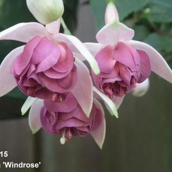Fuchsia 'Windrose'