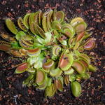 Dionaea muscipula - Dionaea muscipula - Dionée attrape-mouche