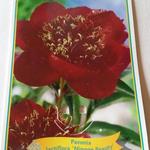 Paeonia lactiflora 'Nippon Beauty' - 