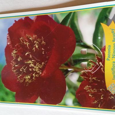Paeonia lactiflora 'Nippon Beauty'