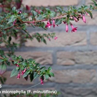 Fuchsia microphylla - Fuchsia microphylla