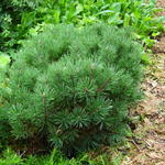 Pinus mugo ‘Mops’ - PIN DE MONTAGNE 'MOPS' , PIN MUGHO 'MOPS'