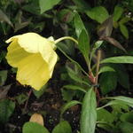 Oenothera odorata ‘Sulphurea’ - 