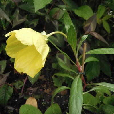Oenothera odorata ‘Sulphurea’ - 