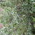 Ilex aquifolium ‘Myrtifolia’