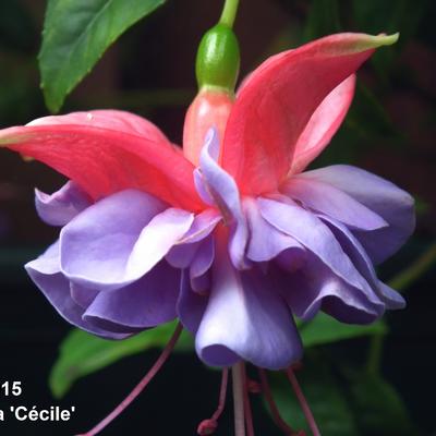 Fuchsia 'Cécile' - 