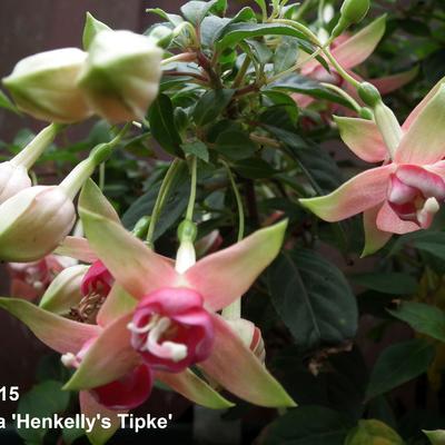 Fuchsia 'Henkelly's Tipke' - 