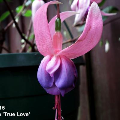 Fuchsia 'True Love' - 